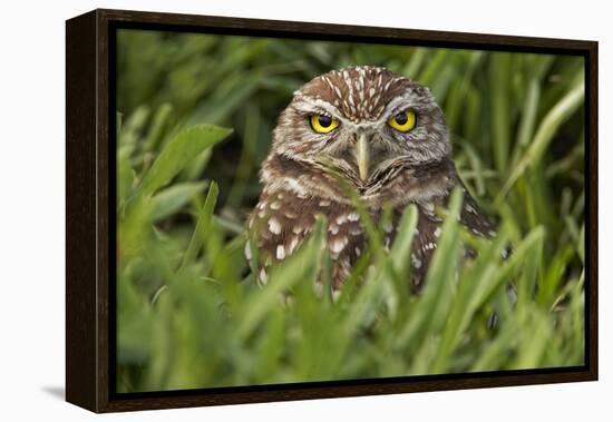 Burrowing owl, Cape Coral, Florida.-Adam Jones-Framed Premier Image Canvas