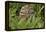 Burrowing owl, Cape Coral, Florida.-Adam Jones-Framed Premier Image Canvas