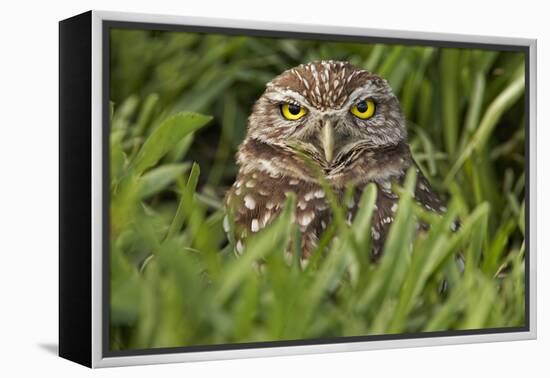 Burrowing owl, Cape Coral, Florida.-Adam Jones-Framed Premier Image Canvas