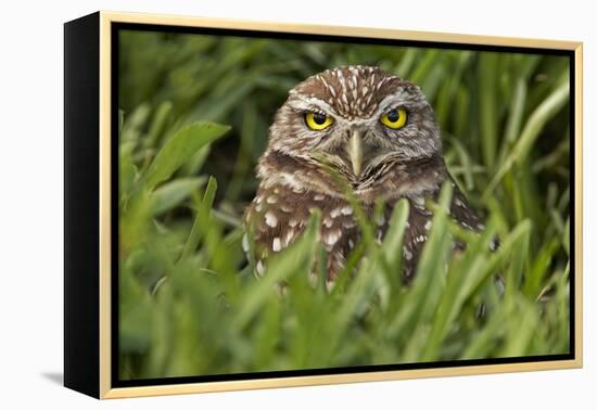 Burrowing owl, Cape Coral, Florida.-Adam Jones-Framed Premier Image Canvas