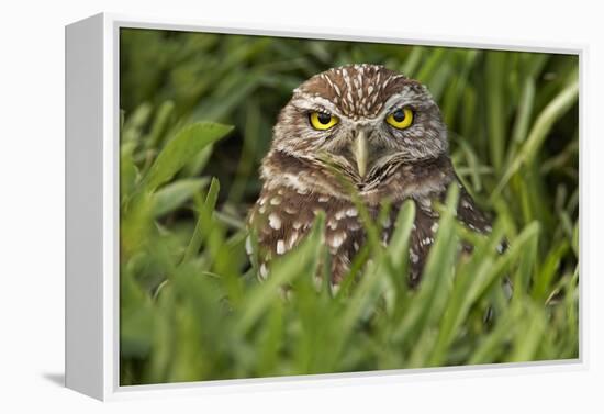 Burrowing owl, Cape Coral, Florida.-Adam Jones-Framed Premier Image Canvas