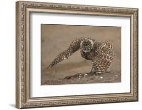 Burrowing owl doing 'rain dance', Arizona, USA-John Cancalosi-Framed Photographic Print
