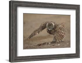 Burrowing owl doing 'rain dance', Arizona, USA-John Cancalosi-Framed Photographic Print