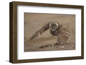 Burrowing owl doing 'rain dance', Arizona, USA-John Cancalosi-Framed Photographic Print