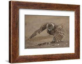 Burrowing owl doing 'rain dance', Arizona, USA-John Cancalosi-Framed Photographic Print