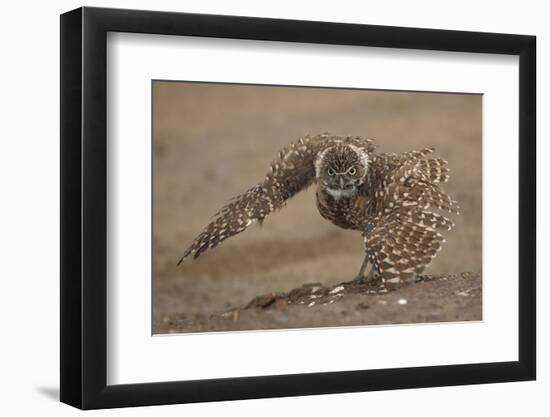 Burrowing owl doing 'rain dance', Arizona, USA-John Cancalosi-Framed Photographic Print