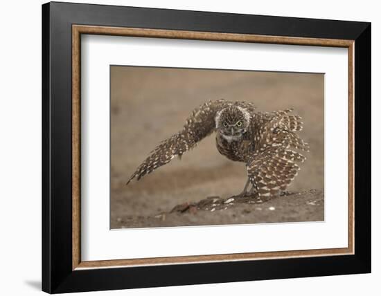 Burrowing owl doing 'rain dance', Arizona, USA-John Cancalosi-Framed Photographic Print