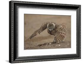 Burrowing owl doing 'rain dance', Arizona, USA-John Cancalosi-Framed Photographic Print