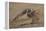 Burrowing owl doing 'rain dance', Arizona, USA-John Cancalosi-Framed Premier Image Canvas