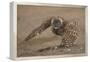 Burrowing owl doing 'rain dance', Arizona, USA-John Cancalosi-Framed Premier Image Canvas