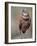 Burrowing Owl, Florida, Usa-Connie Bransilver-Framed Photographic Print