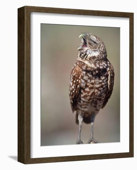 Burrowing Owl, Florida, Usa-Connie Bransilver-Framed Photographic Print