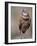 Burrowing Owl, Florida, Usa-Connie Bransilver-Framed Photographic Print