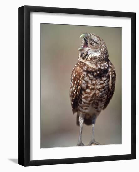 Burrowing Owl, Florida, Usa-Connie Bransilver-Framed Photographic Print