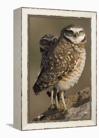 Burrowing Owl Pair-Ken Archer-Framed Premier Image Canvas