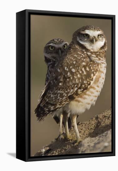 Burrowing Owl Pair-Ken Archer-Framed Premier Image Canvas