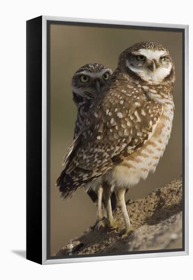 Burrowing Owl Pair-Ken Archer-Framed Premier Image Canvas