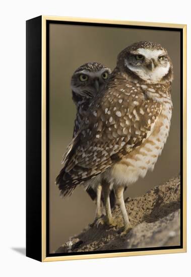 Burrowing Owl Pair-Ken Archer-Framed Premier Image Canvas