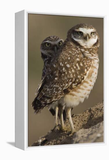 Burrowing Owl Pair-Ken Archer-Framed Premier Image Canvas