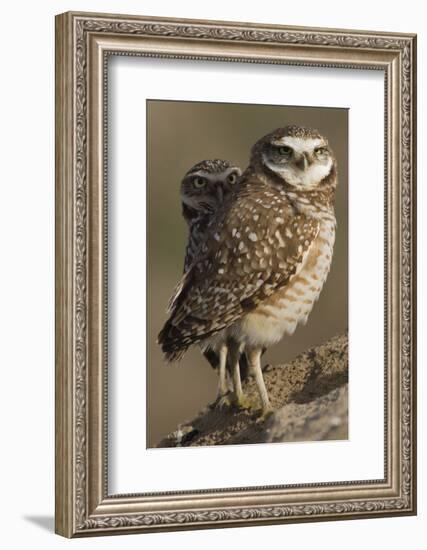 Burrowing Owl Pair-Ken Archer-Framed Photographic Print