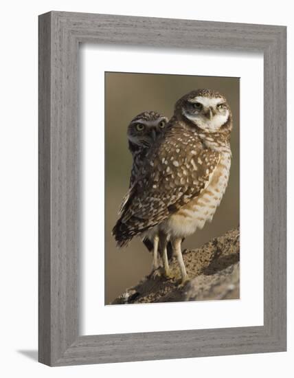 Burrowing Owl Pair-Ken Archer-Framed Photographic Print