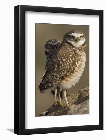 Burrowing Owl Pair-Ken Archer-Framed Photographic Print