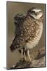 Burrowing Owl Pair-Ken Archer-Mounted Photographic Print