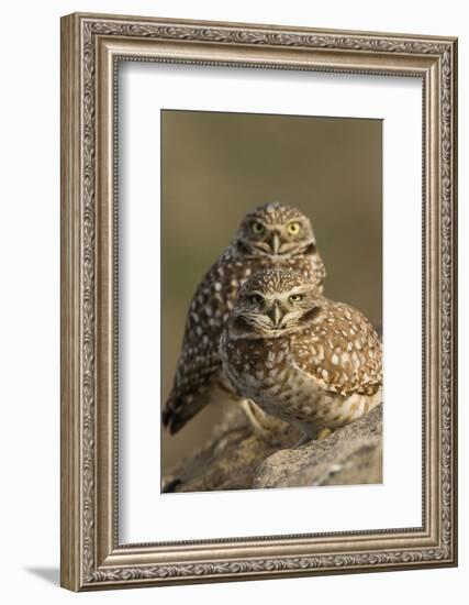 Burrowing Owl Pair-Ken Archer-Framed Photographic Print