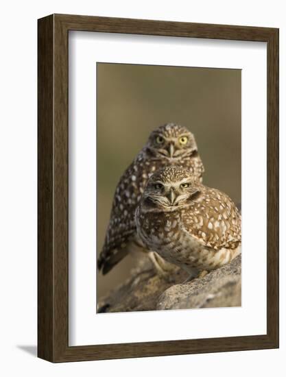 Burrowing Owl Pair-Ken Archer-Framed Photographic Print