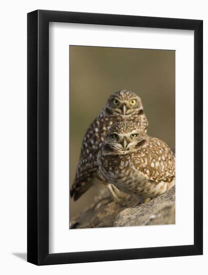 Burrowing Owl Pair-Ken Archer-Framed Photographic Print