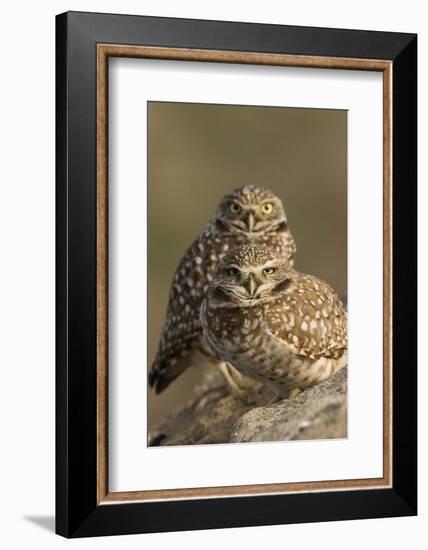 Burrowing Owl Pair-Ken Archer-Framed Photographic Print