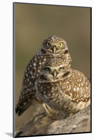 Burrowing Owl Pair-Ken Archer-Mounted Photographic Print