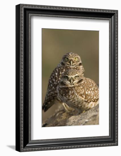 Burrowing Owl Pair-Ken Archer-Framed Photographic Print