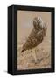 Burrowing owl rotating head, Arizona, USA-John Cancalosi-Framed Premier Image Canvas