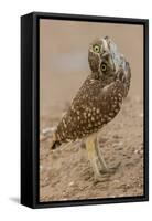 Burrowing owl rotating head, Arizona, USA-John Cancalosi-Framed Premier Image Canvas
