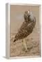 Burrowing owl rotating head, Arizona, USA-John Cancalosi-Framed Premier Image Canvas