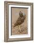 Burrowing owl rotating head, Arizona, USA-John Cancalosi-Framed Photographic Print