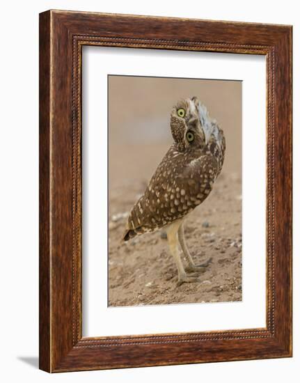 Burrowing owl rotating head, Arizona, USA-John Cancalosi-Framed Photographic Print