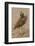 Burrowing owl rotating head, Arizona, USA-John Cancalosi-Framed Photographic Print