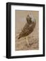 Burrowing owl rotating head, Arizona, USA-John Cancalosi-Framed Photographic Print