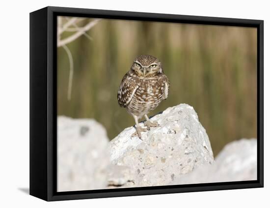 Burrowing Owl, Salton Sea Area, Imperial County, California, USA-Diane Johnson-Framed Premier Image Canvas