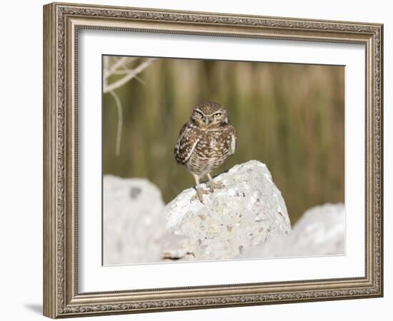 Burrowing Owl, Salton Sea Area, Imperial County, California, USA-Diane Johnson-Framed Photographic Print