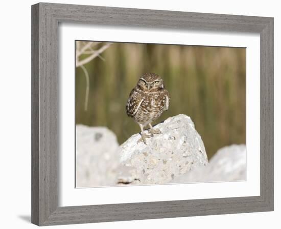 Burrowing Owl, Salton Sea Area, Imperial County, California, USA-Diane Johnson-Framed Photographic Print