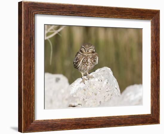 Burrowing Owl, Salton Sea Area, Imperial County, California, USA-Diane Johnson-Framed Photographic Print