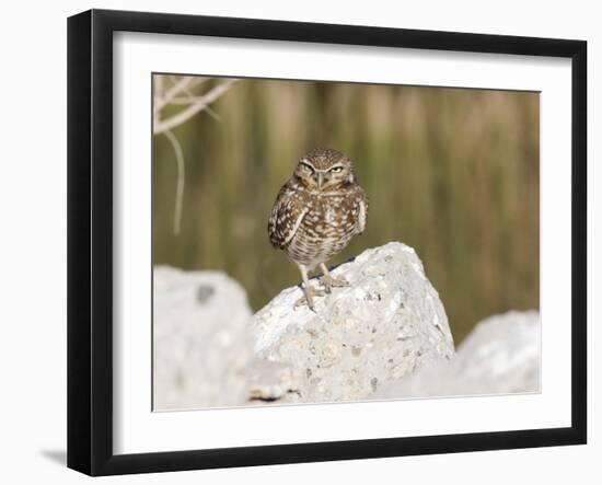 Burrowing Owl, Salton Sea Area, Imperial County, California, USA-Diane Johnson-Framed Photographic Print