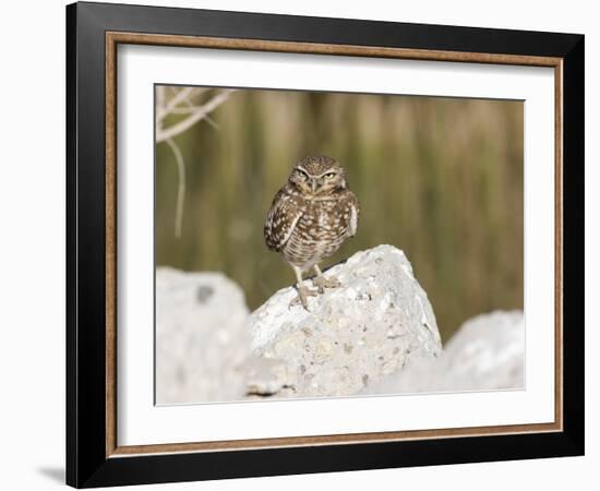 Burrowing Owl, Salton Sea Area, Imperial County, California, USA-Diane Johnson-Framed Photographic Print