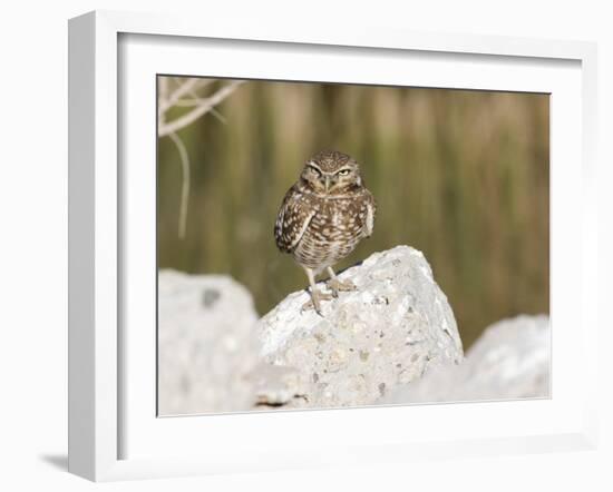 Burrowing Owl, Salton Sea Area, Imperial County, California, USA-Diane Johnson-Framed Photographic Print