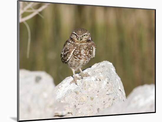 Burrowing Owl, Salton Sea Area, Imperial County, California, USA-Diane Johnson-Mounted Photographic Print