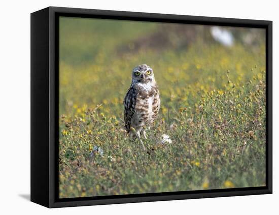 Burrowing owl sunning itself-Michael Scheufler-Framed Premier Image Canvas