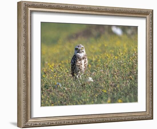 Burrowing owl sunning itself-Michael Scheufler-Framed Photographic Print